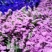 干花勿忘我