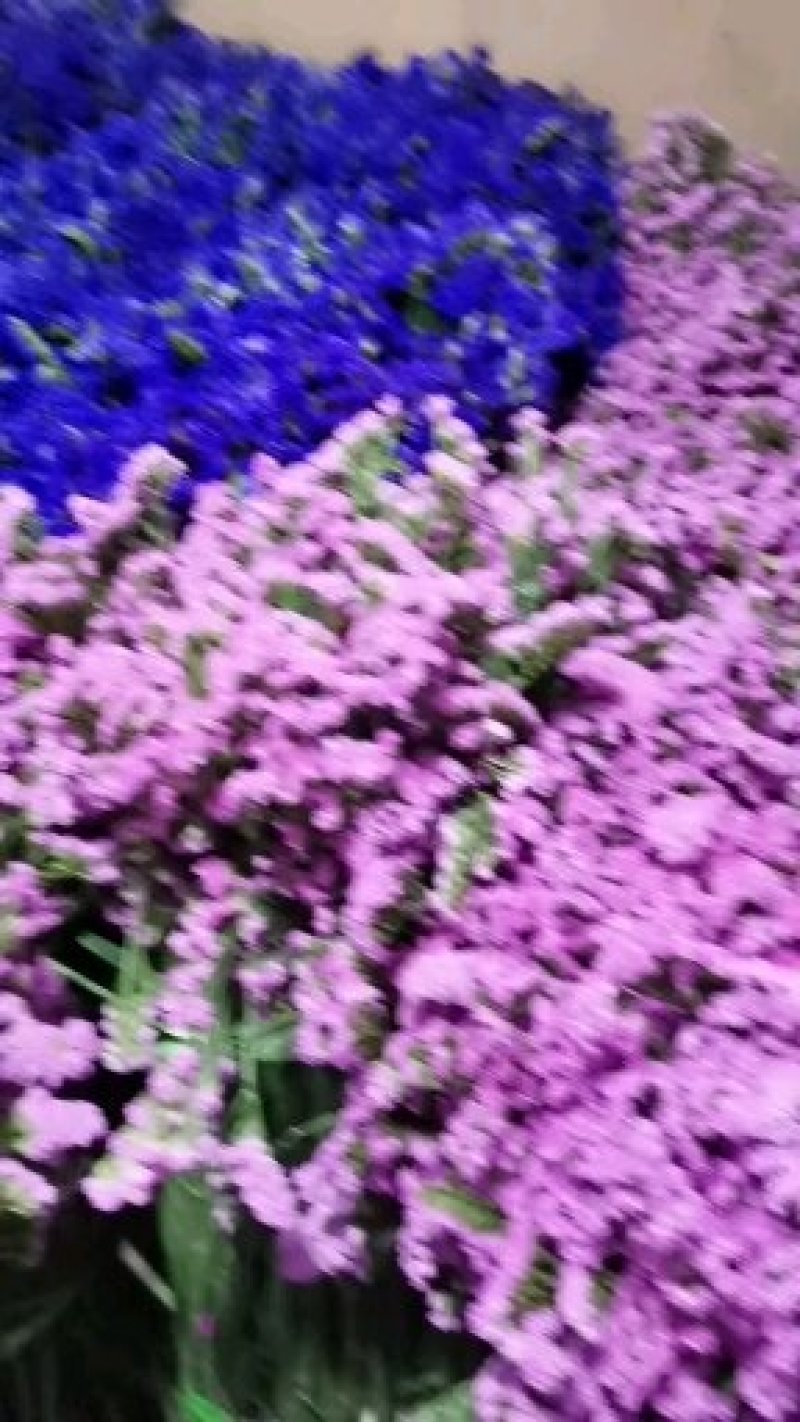 干花勿忘我