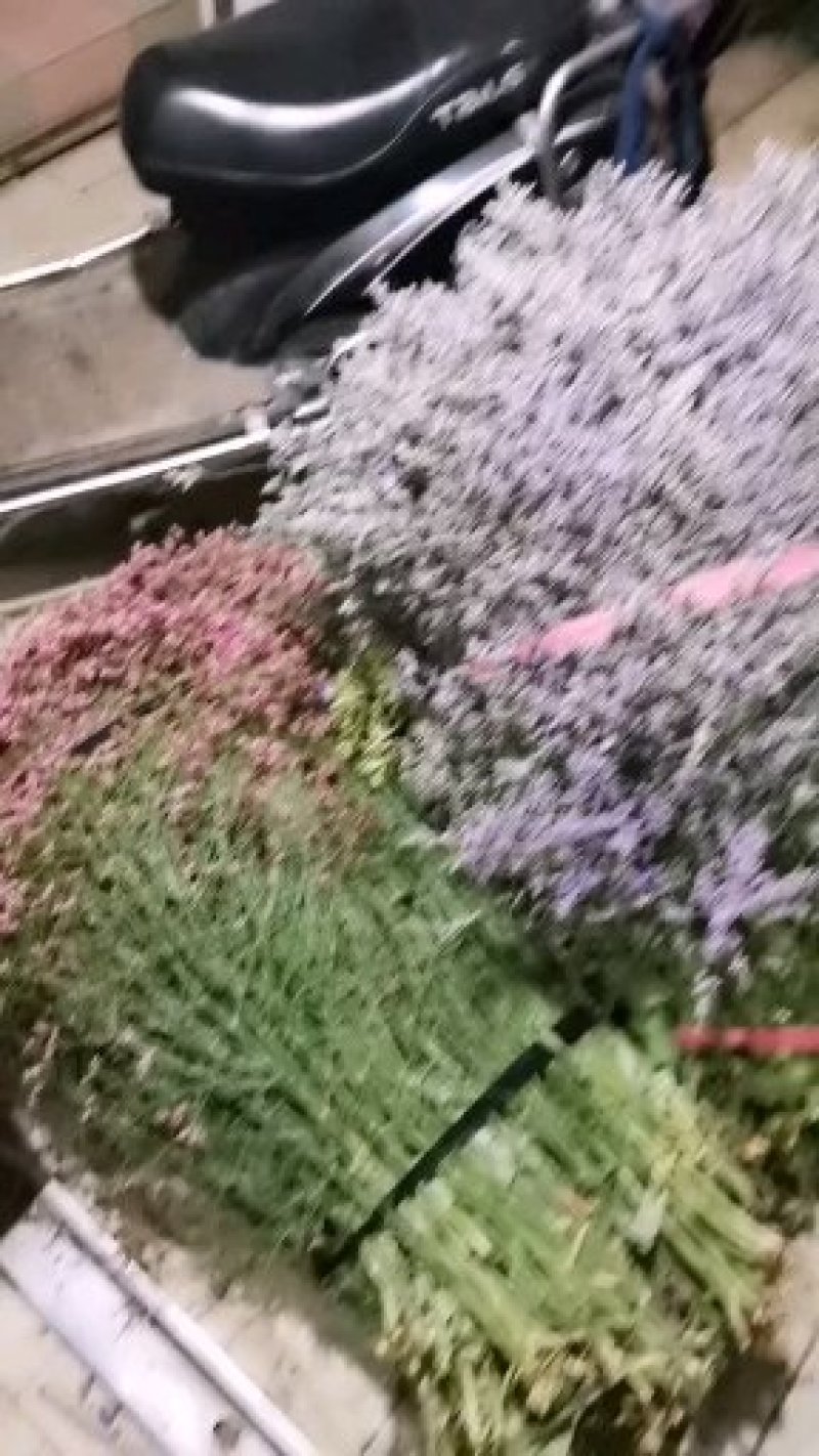 干花勿忘我