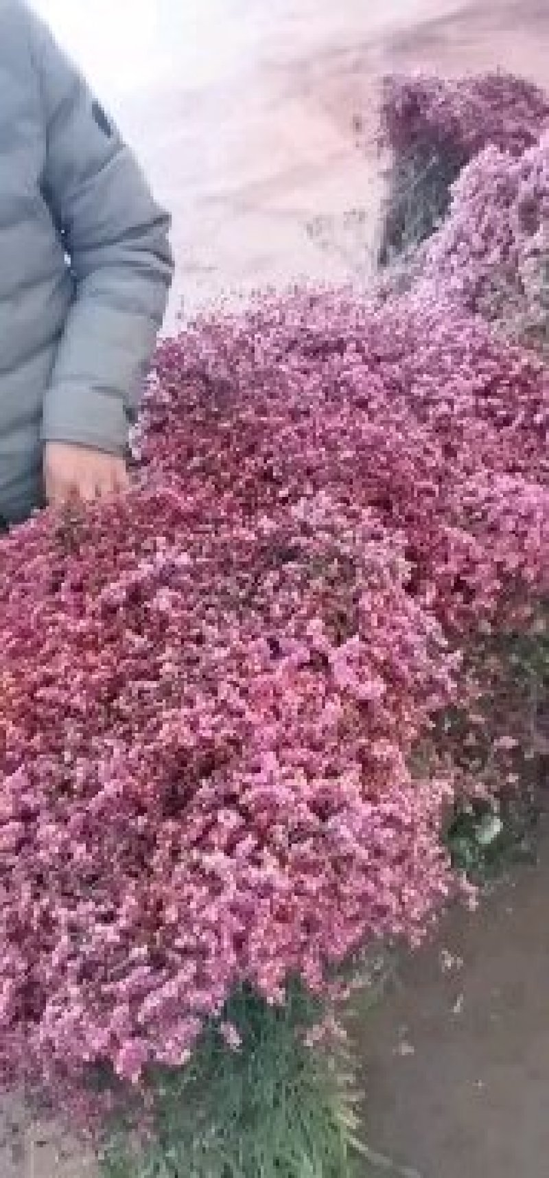 干花勿忘我