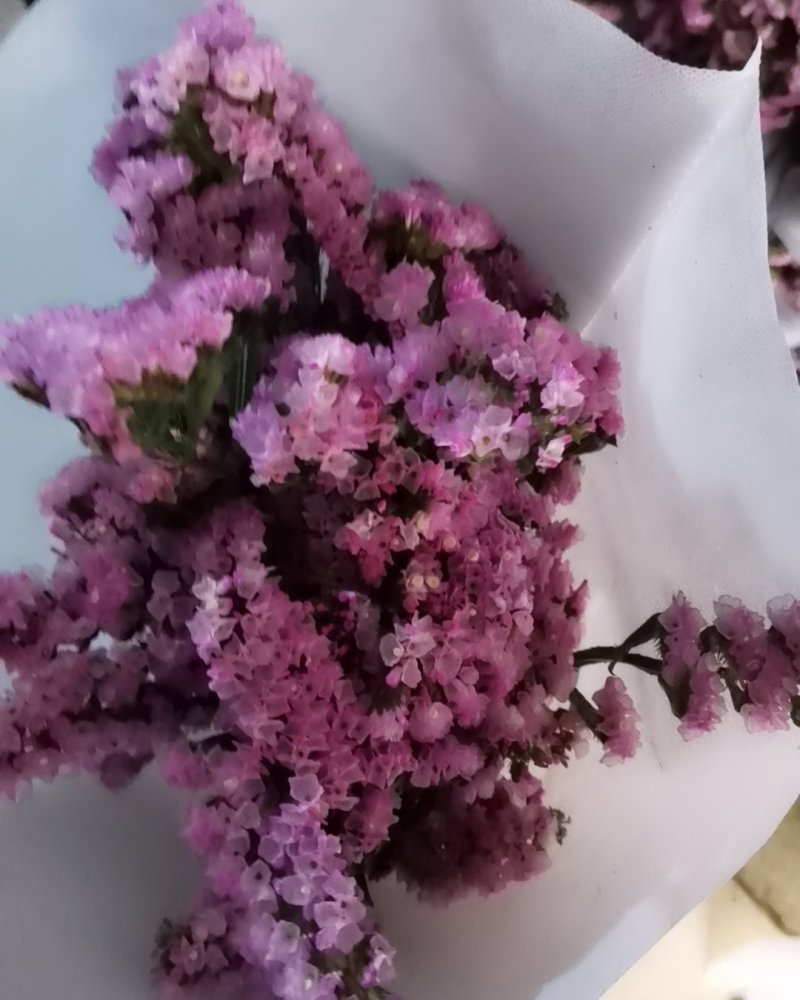 干花勿忘我