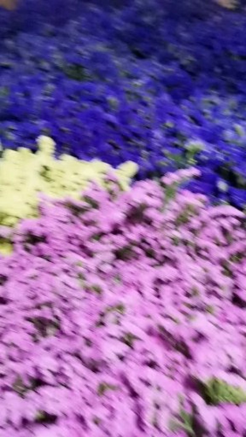 干花勿忘我