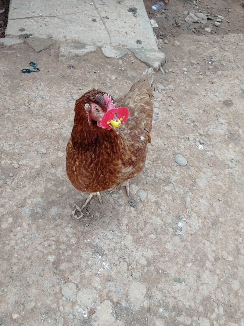 原种土鸡走地鸡