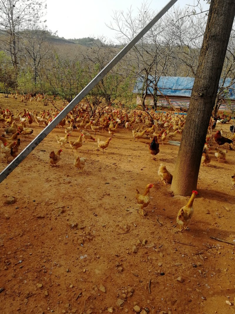 原种土鸡走地鸡