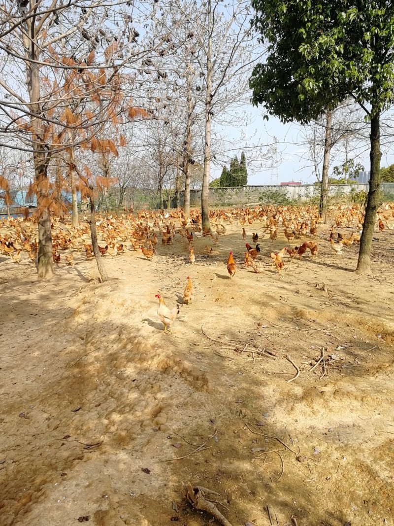 原种土鸡走地鸡