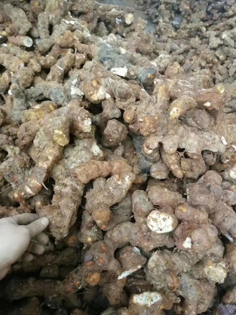 土茯苓