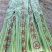 鲍芹章丘鲍芹产地直供正宗有机鲍芹
