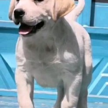 拉布拉多犬，宠物狗，大型犬，性格温顺！