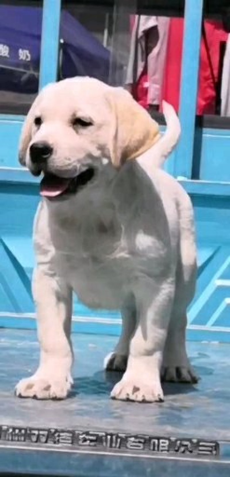 拉布拉多犬，宠物狗，大型犬，性格温顺！