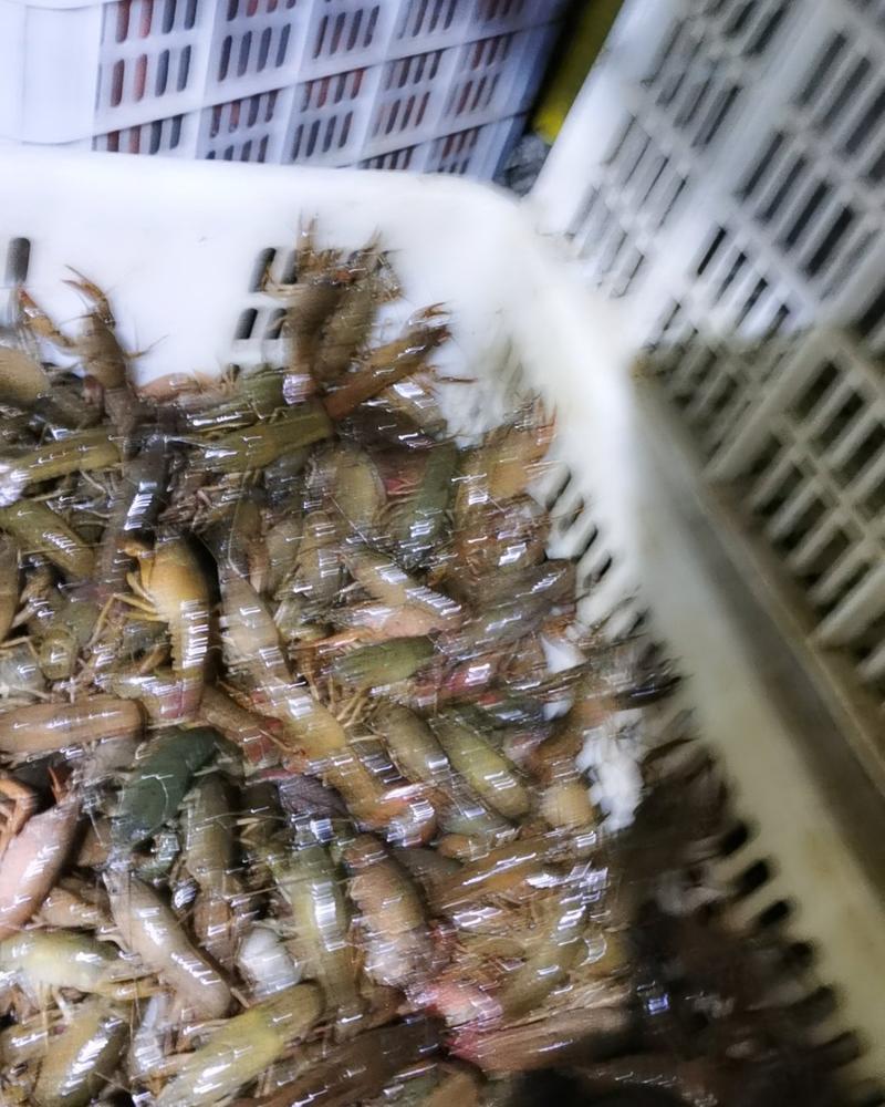 小青虾，精养塘深水虾！肉质饱满Q弹，