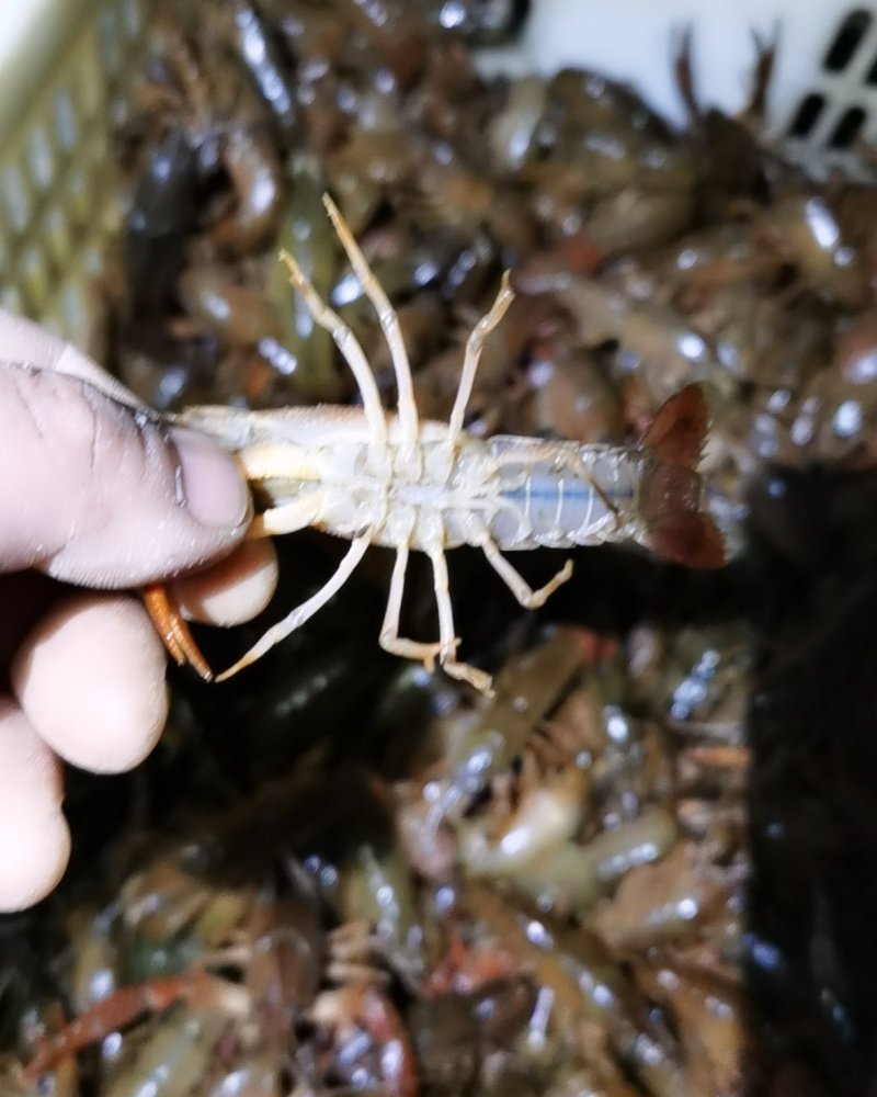 小青虾，精养塘深水虾！肉质饱满Q弹，