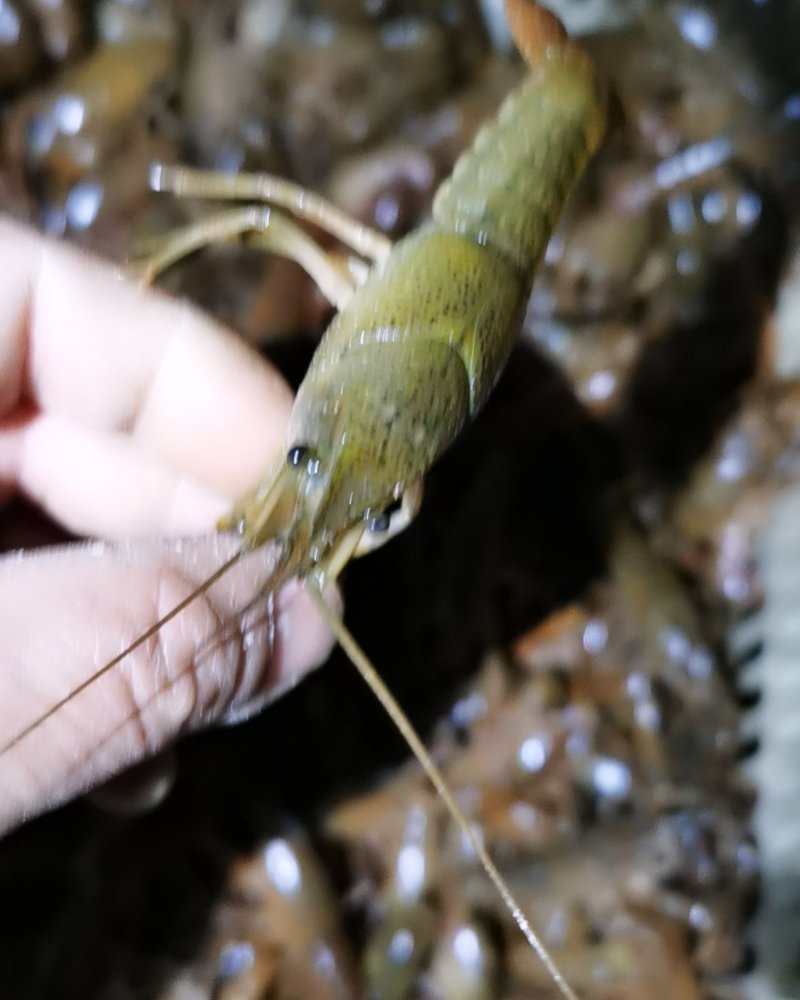 小青虾，精养塘深水虾！肉质饱满Q弹，