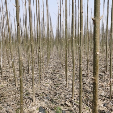 清地处理十万颗多泡桐树自己的苗圃清地处理