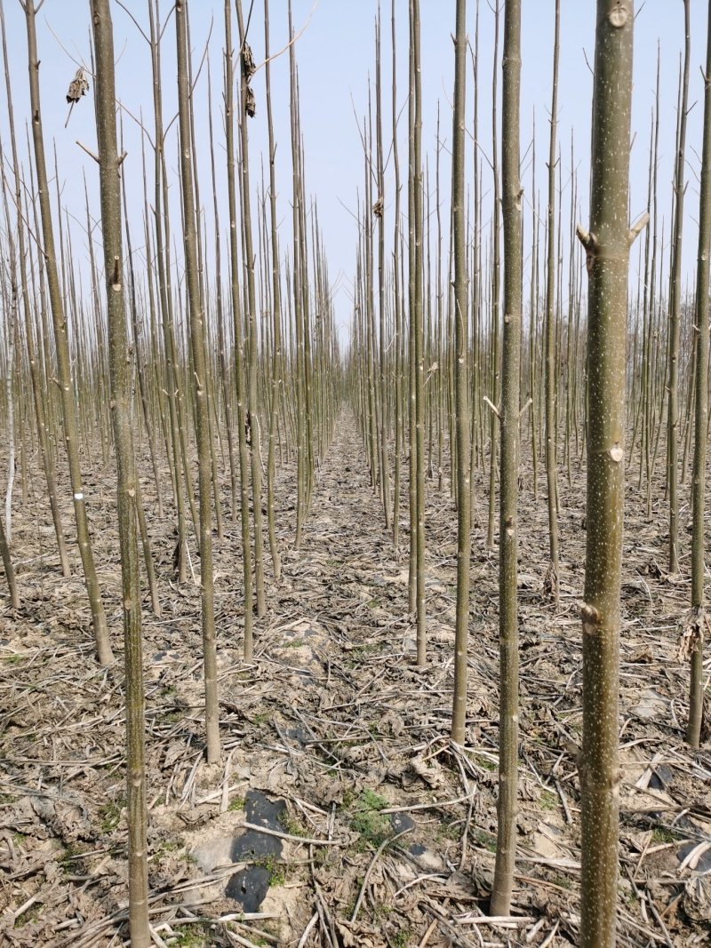清地处理十万颗多泡桐树自己的苗圃清地处理