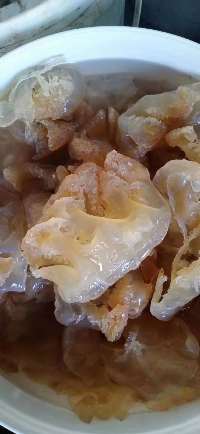 天然美味海蜇一件代发