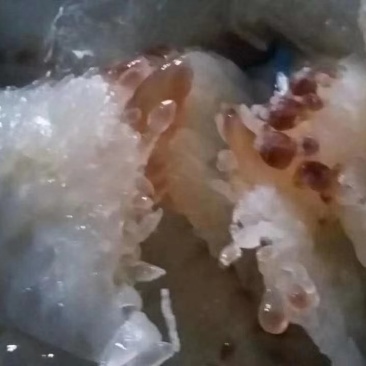 天然美味海蜇一件代发