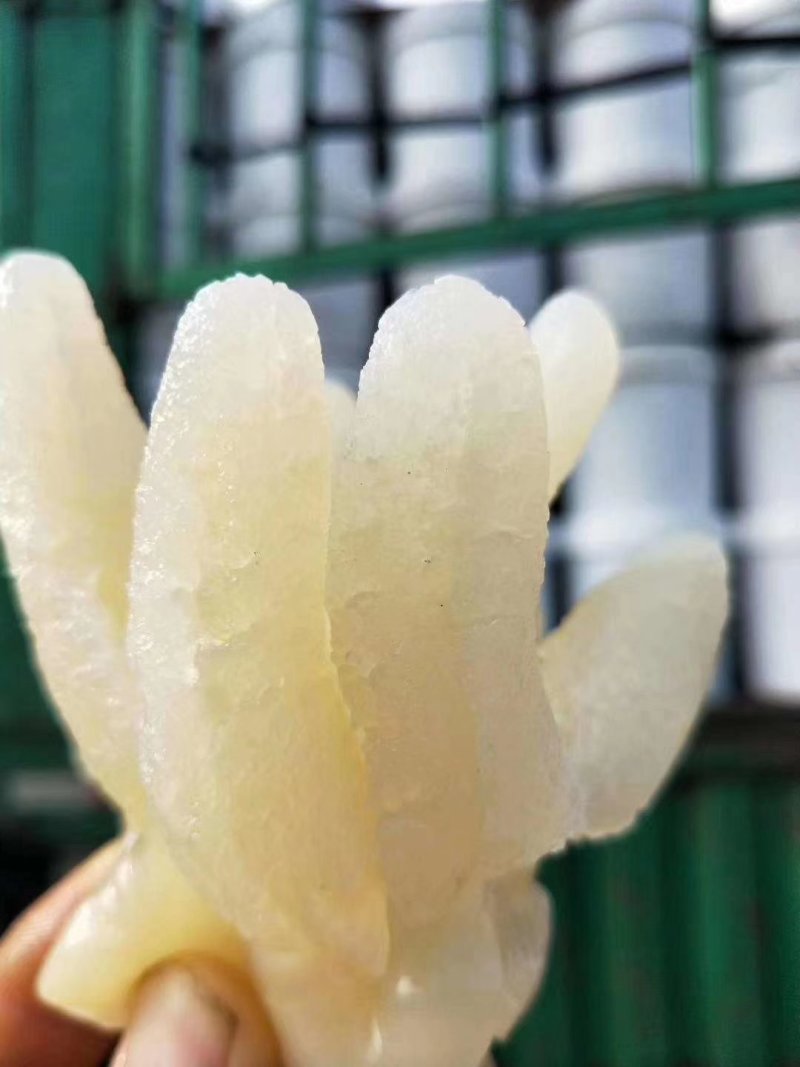 天然美味海蜇一件代发