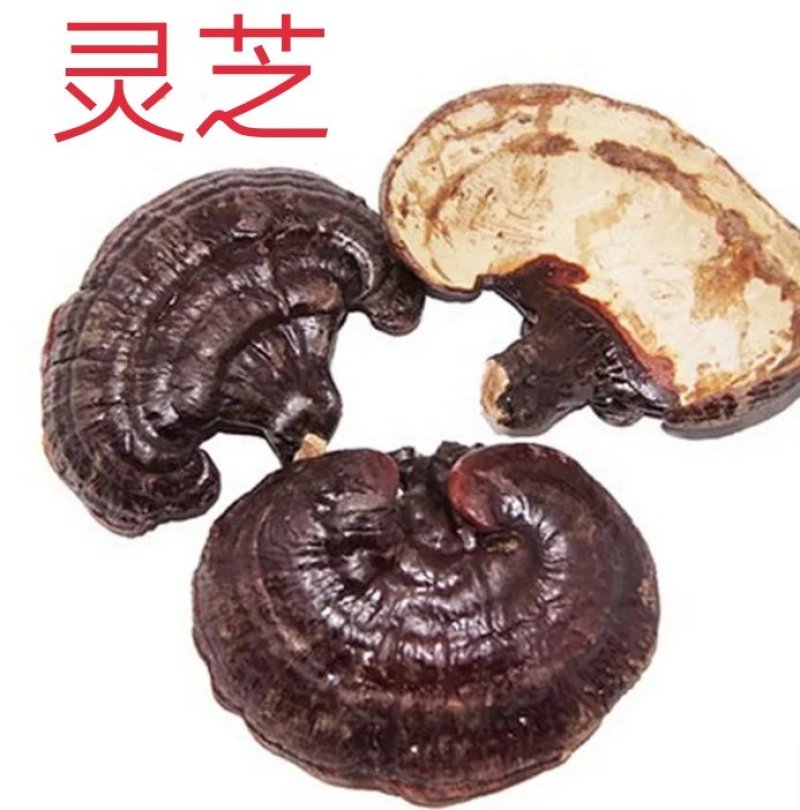男性黄金泡酒料整根鹿鞭，鹿茸片，灵芝，人参等十几味配成