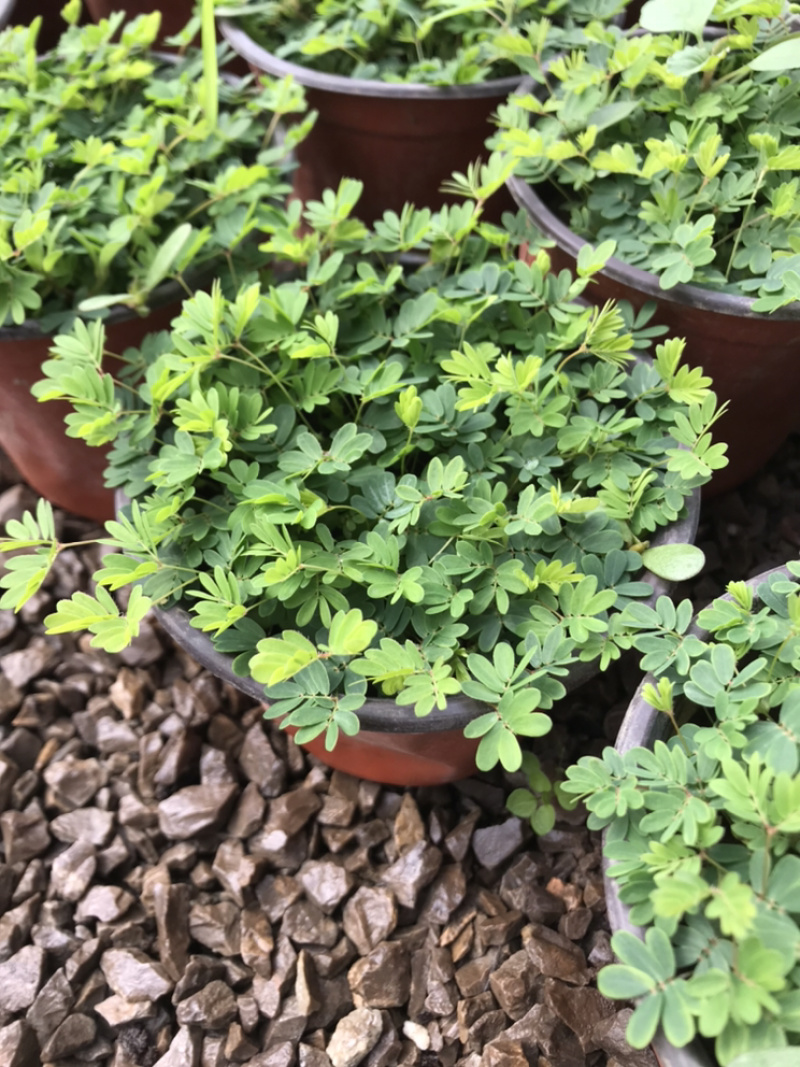 山东青州含羞草盆栽花卉室内植物