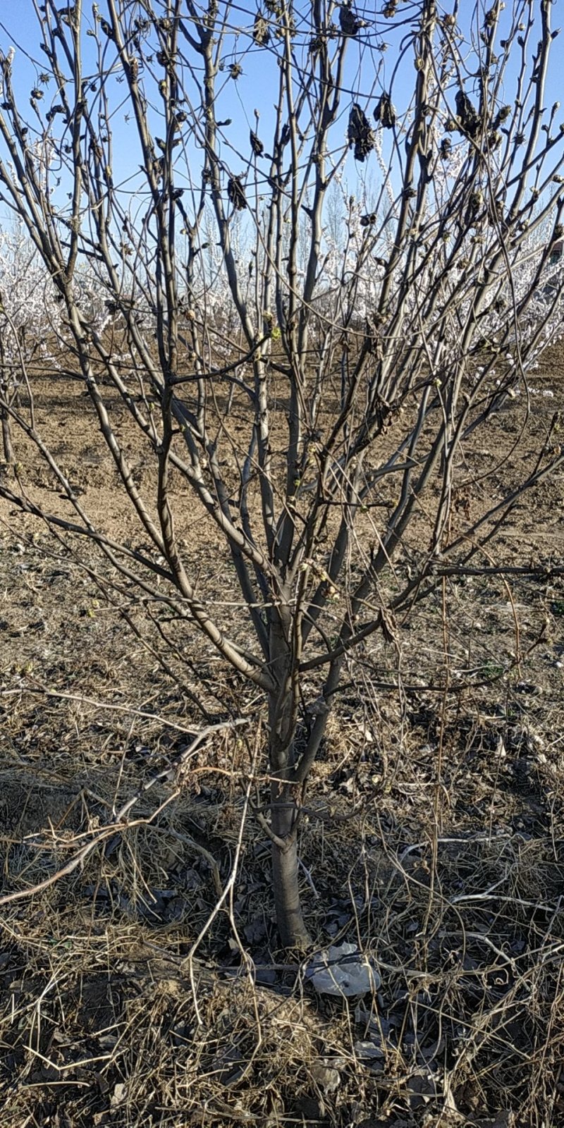 占地梨树1.之15公分大量有货馆陶县众康果品