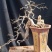 石榴盆景