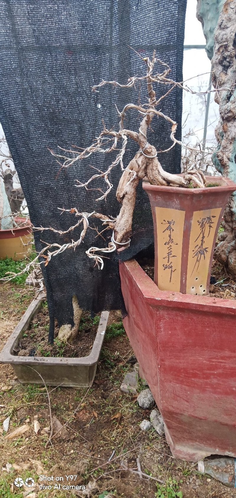 石榴盆景