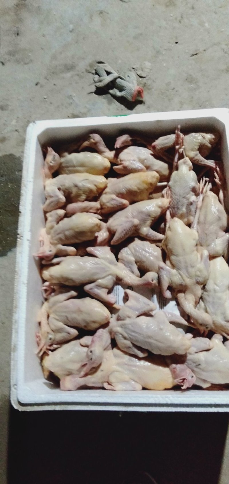 白条鸽，宰杀好的白条鸽，扒皮鸽子，新鲜现杀，货源充足稳定