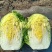 聊城蔬菜采购基地，白菜大量供应中，