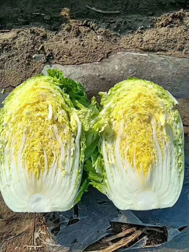 聊城蔬菜采购基地，白菜大量供应中，