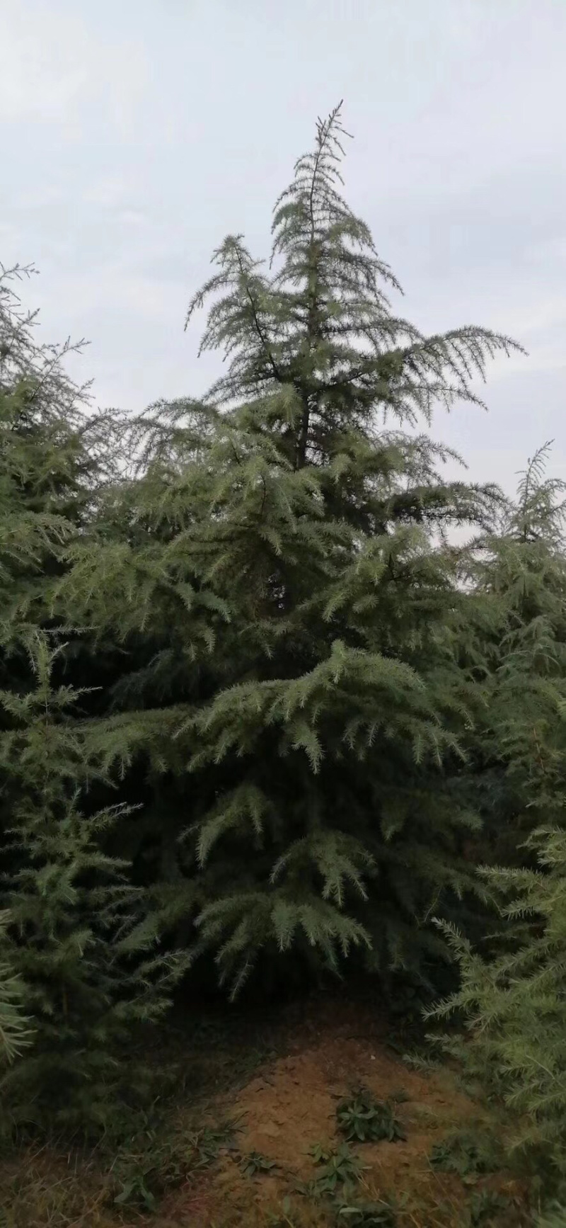 雪松，冠服三米，一级苗