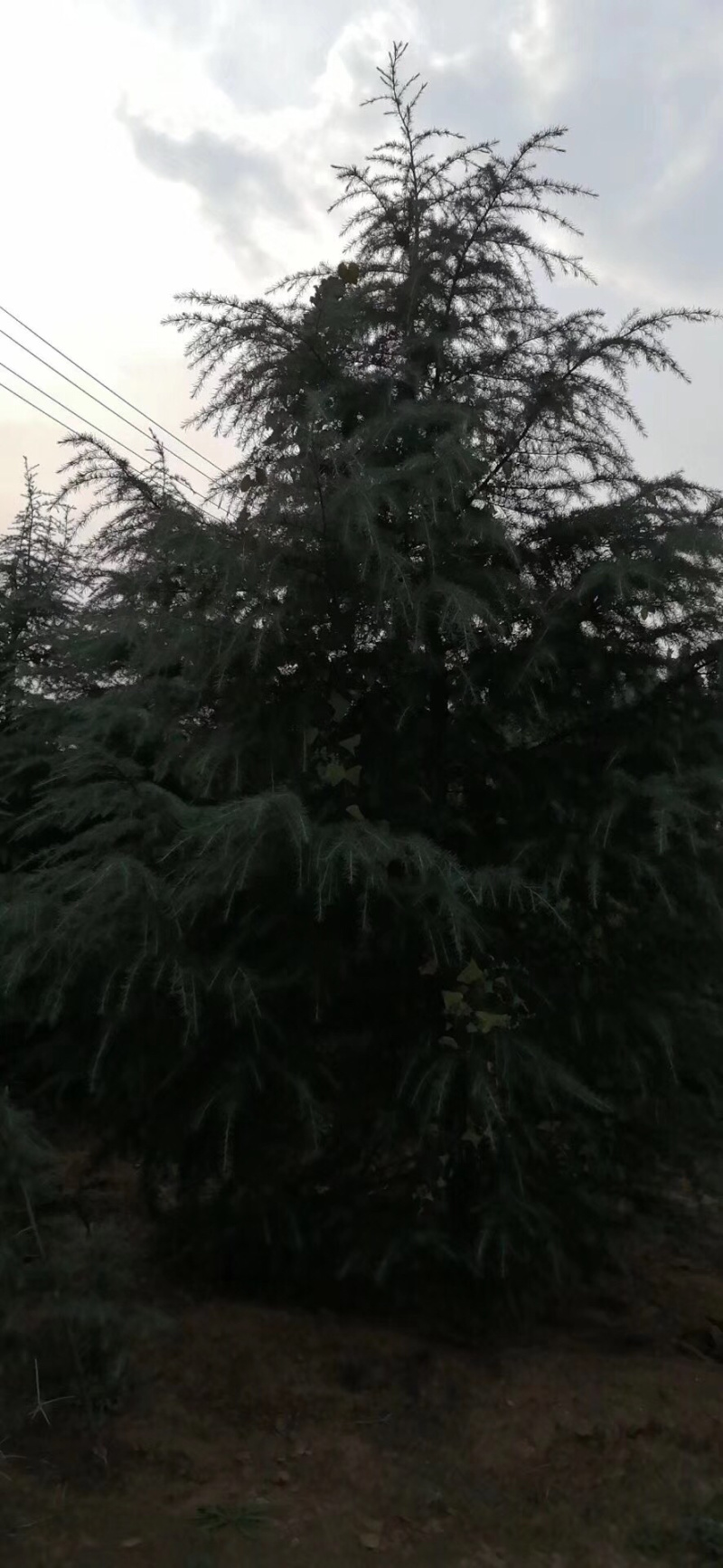 雪松，冠服三米，一级苗