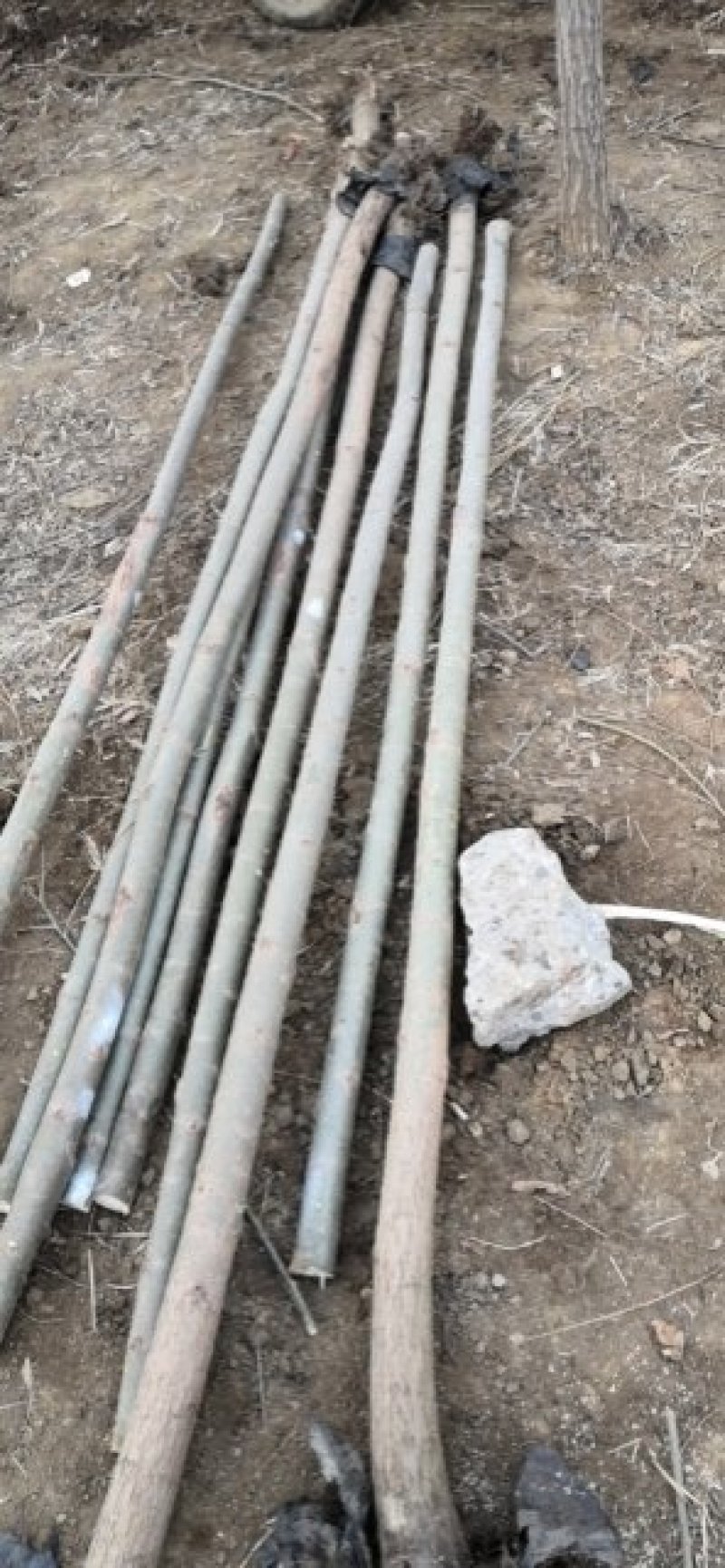大量供应垂柳直柳树千亩竹柳1-20公分大量出售