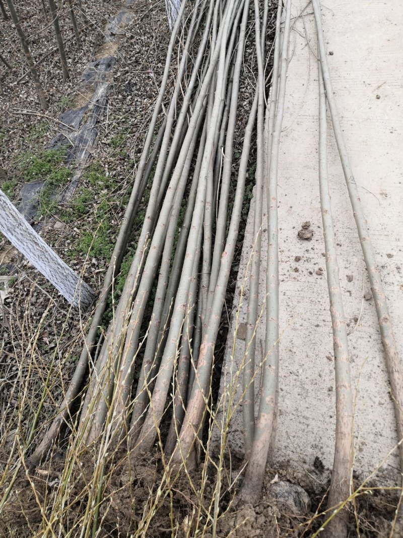 大量供应垂柳直柳树千亩竹柳1-20公分大量出售