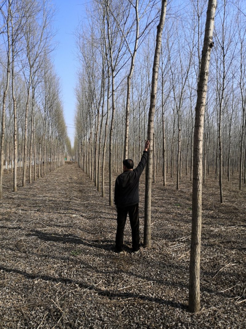 大量供应垂柳直柳树千亩竹柳1-20公分大量出售