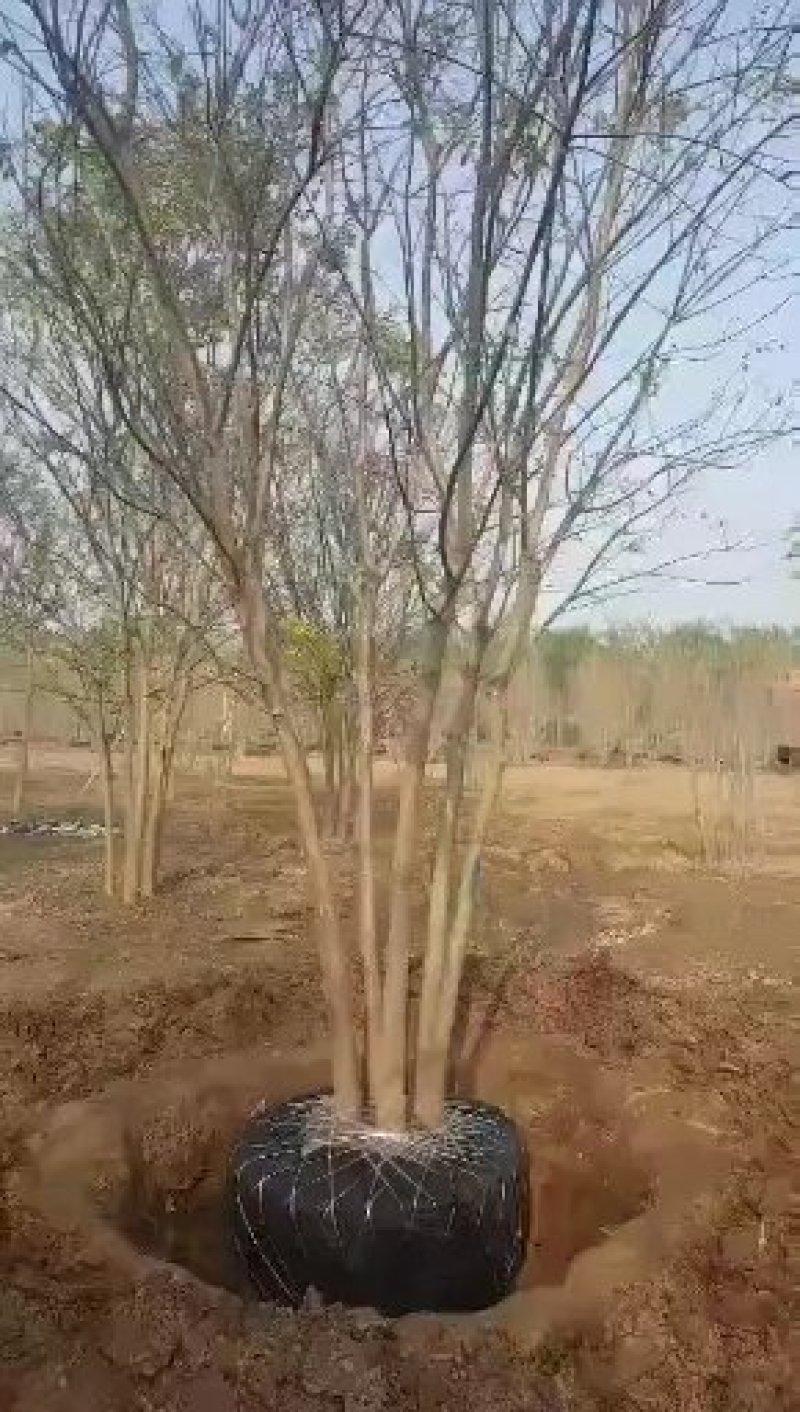 国槐白蜡春树枣树