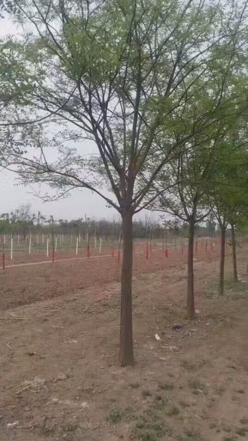国槐白蜡春树枣树