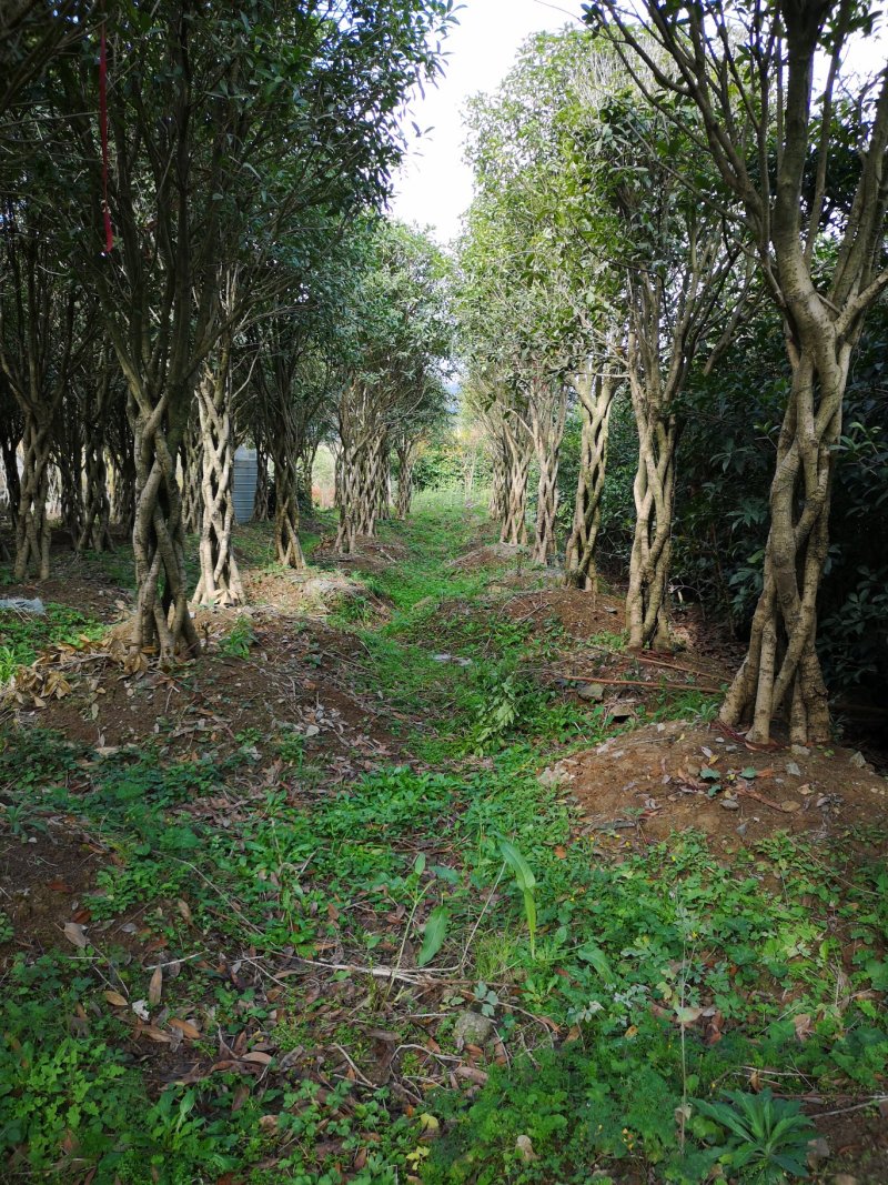 苗木一批，低调低价处理