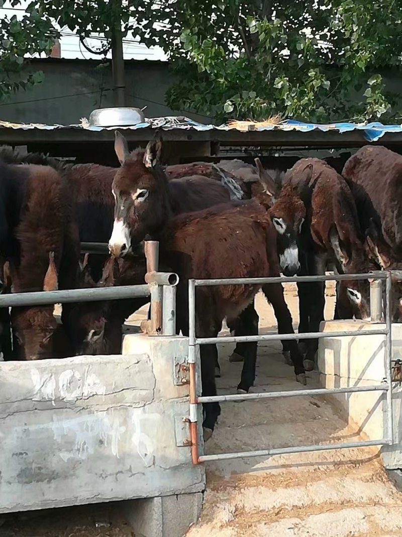 肉驴200~400斤德州驴小毛驴肉驴苗