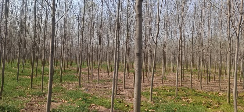 楸树，白蜡，法桐，梓树