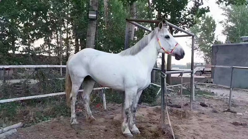 常年出售矮马骑乘马景区托物马