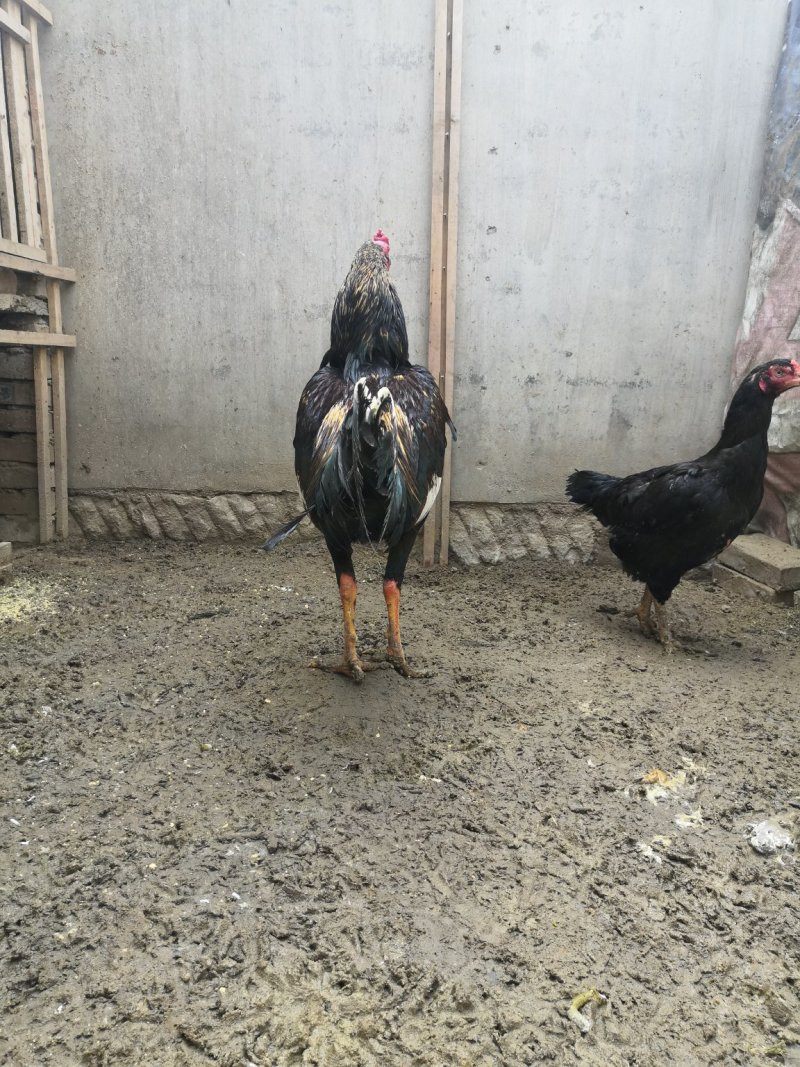 斗鸡出售斗鸡种蛋越南斗鸡中原斗鸡