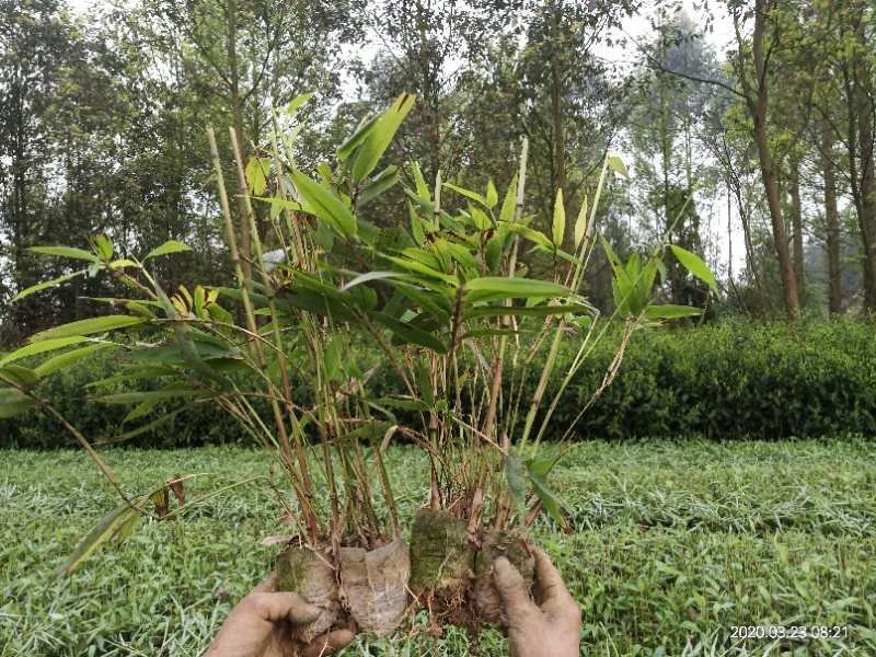 优质一年生无纺布营养杯楠竹苗，竹苗健壮、成活率高
