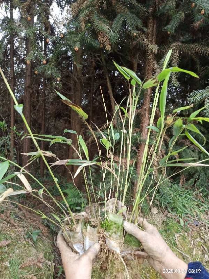 优质一年生无纺布营养杯楠竹苗，竹苗健壮、成活率高