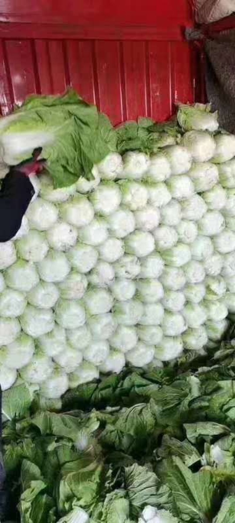 山东沂南黄心大白菜，产地直供，支持线上线下交易