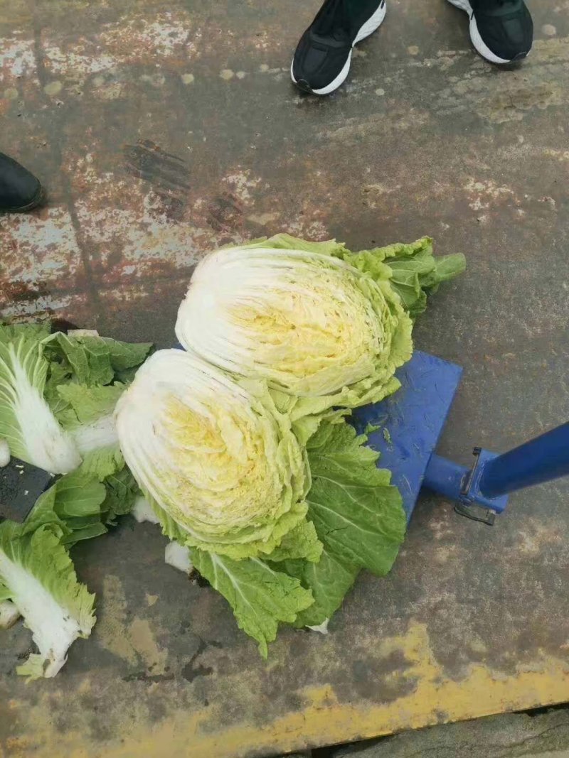 山东沂南黄心大白菜，产地直供，支持线上线下交易