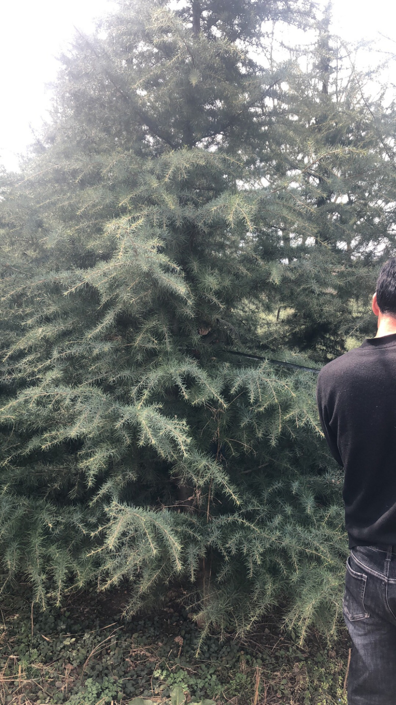 雪松