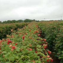 双季树莓苗，品种多，支持线上。
