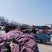 山东沂南黄瓜产地直供对应电商超市食堂市场对接代收