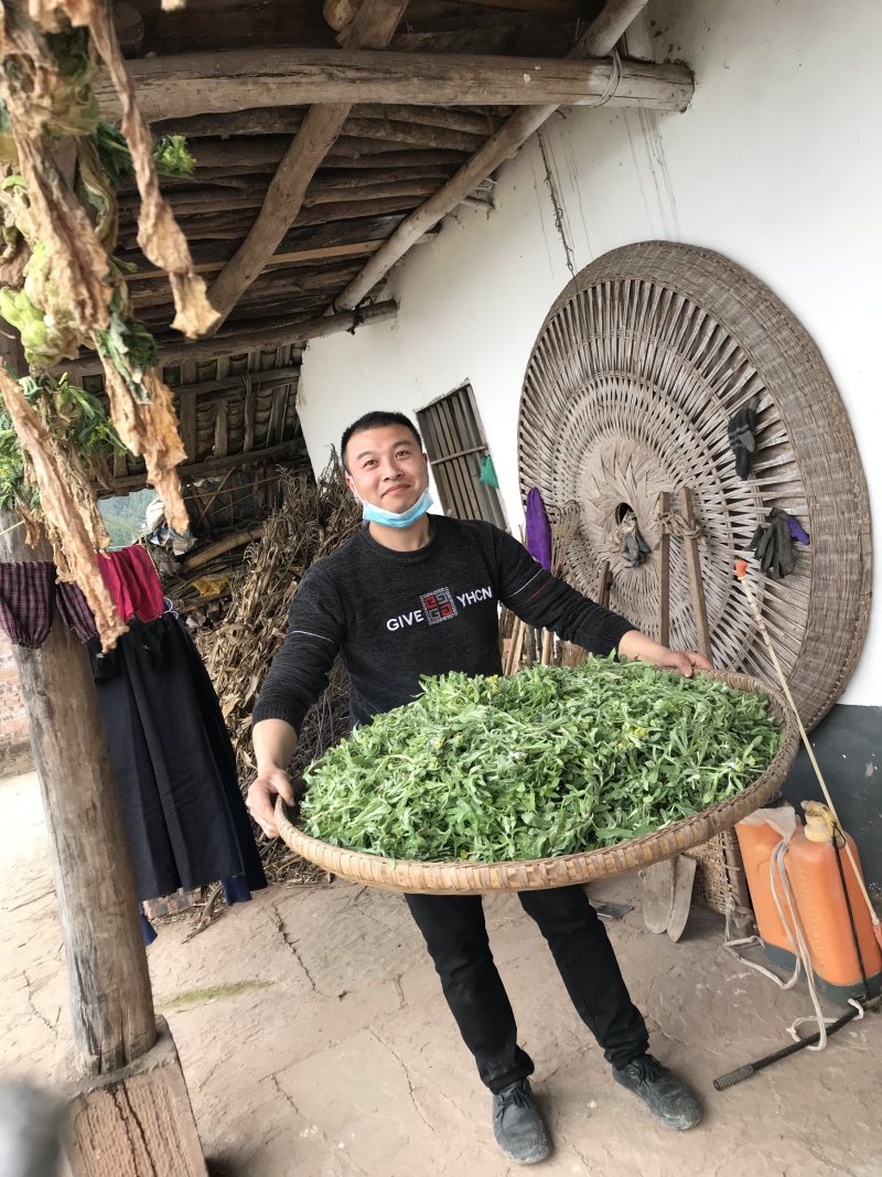 清明菜！清明草清明菜粑粑原材料干货现货