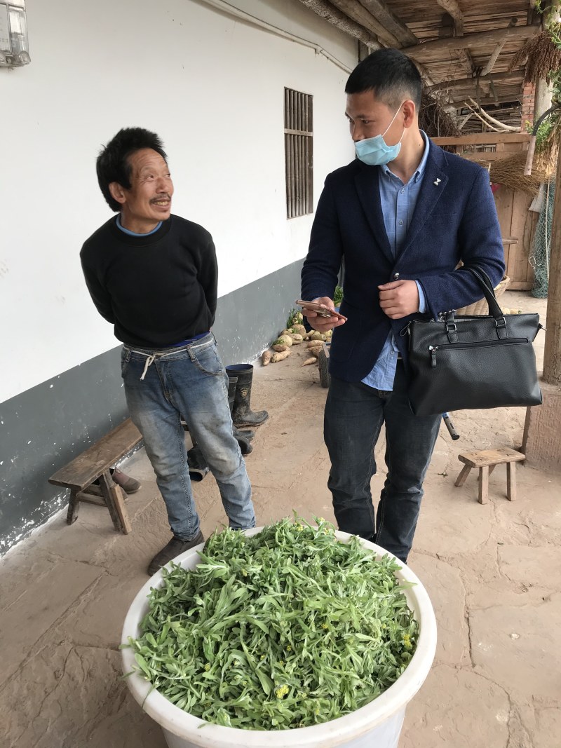 清明菜！清明草清明菜粑粑原材料干货现货